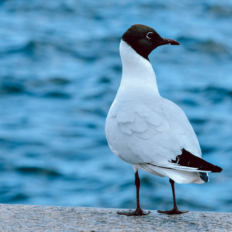 Grafikerin am Meer Nicole Hey